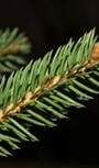 Norway Spruce Needle Colour